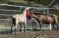 Kratzbürste halbrund